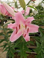 [4413 PO13 04-1077 No02.JPG]